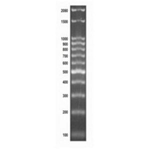 ❆❆ Marcador de Peso molecular 100 pb DNA Ladder, frasco para 100 aplicações 13-4007-01 (LCGBio)