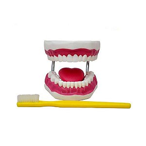 Arcada dentária gigante com língua e escova, mod.: SD-5059 (Sdorf)