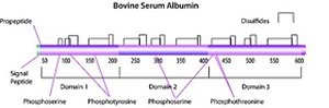 Bovine serum albumin, ≥98.0% (GE), Frasco com 1 grama (Sigma)