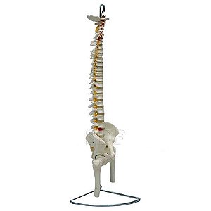 Coluna Vertebral Natural Flexível com Pelvis, em PVC (Sdorf)