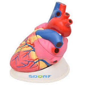 Coração Ampliado em 3 Partes, 3,5x o tamanho natural, em PVC e resina plástica emborrachada (Sdorf)