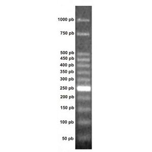 Marcador de Peso Molecular (Ladder) 50pb, 1.000μl, 100 reações (Ludwig)