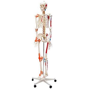 Esqueleto Humano Padrão de 1,70cm de Altura, Articulações com ligamentos e Inserções  Musculares, mod.: SD5001 (Sdorf)