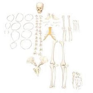 Esqueleto Humano Desarticulado, em PVC (Sdorf)