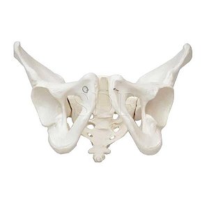Esqueleto Pélvico Feminino, em PVC (Sdorf)