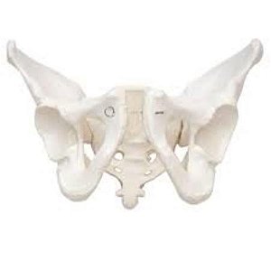 Esqueleto Pélvico Masculino em PVC (Sdorf)