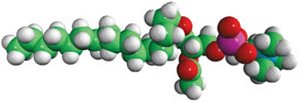 PAF (from Heart PC), ( 1-alkyl-2-acetoyl-sn-glycero-3-phosphocholine, chloroform), Frasco com 5 mg (Sigma)