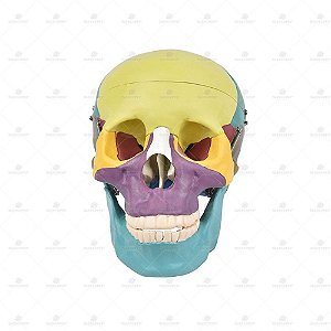 Crânio humano colorido com mandíbula móvel e dentes extraíveis em 6 partes SD5007 (Sdorf) cópia