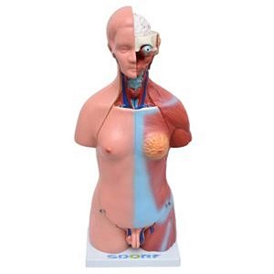 Torso Bissexual de 45cm com 24 partes, em PVC e resina plástica emborrachada (Sdorf)