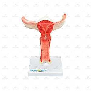 Vagina com útero em tamanho real SD5090 (Sdorf)