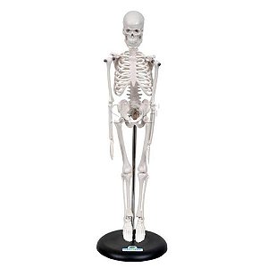 Esqueleto Humano 45cm, em PVC (Sdorf)
