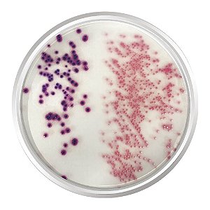 Agar Cromogênico E.coli Coliformes (CCA, ISO 9208-1), Frasco com 500 g, mod: K25-2080 (Kasvi)
