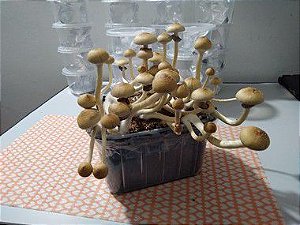 Psilocybe Cubensis Cambodian, desidratados, 10g (Amostra Etnobotânica)