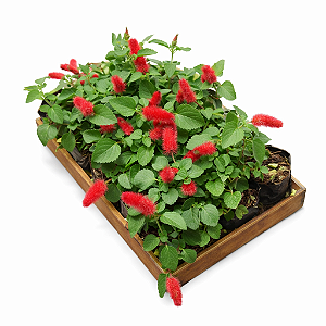 Acalifa ou Rabo de Gato - Caixa com 15 unidades