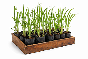 Capim Limão - Caixa com 15 unidades