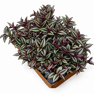 Lambari Roxo - Caixa com 15 unidades