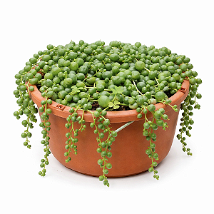 Colar de Pérolas - Cuia