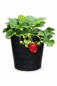 Morango - Caixa com 6 Potes