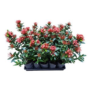 Mini Ixora Vermelha - Caixa com 15 unidades