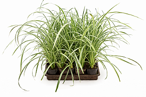 Liriope Variegata - Caixa com 10 unidades