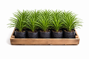 Liriope Verde - Caixa com 12 unidades