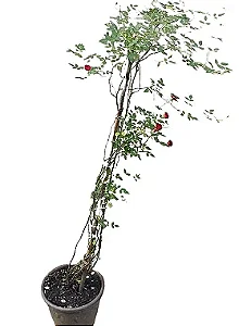 Roseira Trepadeira - 1,00 a 1,20 metros