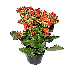 Kalanchoe - Pote 11