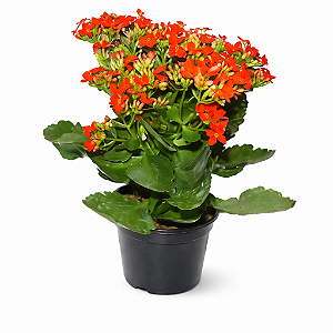 Kalanchoe - Pote 11