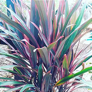 Dracena Cordyline Pena de Índio - 80 cm a 1 metro