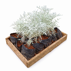 Cinerária Marítima - Caixa com 15 unidades