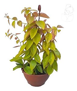 Ora-Pro-Nóbis Dourada (Pereskia Acuelata/var. Godseffiana) - 25 a 35 cm