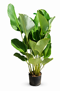 Maranta Charuto - 90 cm a 1,20 metros