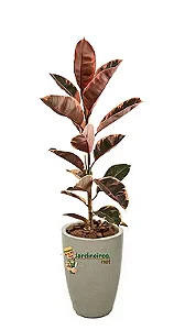 Arranjo de Ficus Elástica Rubi no Vaso de Polietileno