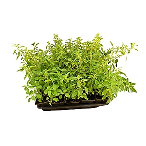 Caixa com Temperos Mistos (Obrigatório Adicionar os 3 Tipos de Temperos ao Carrinho)
