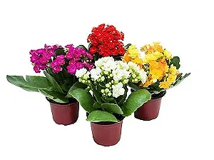Kalanchoe ou Calandiva Pote 11 - Caixa com 10 unidades (Cores Variadas)