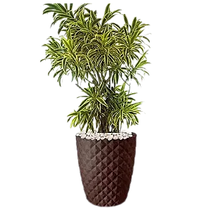 Arranjo com Pleomele Variegata - 1,20 a 1,50 metros
