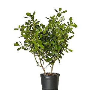 Clúsia Verde - 1,00 a 1,20 metros