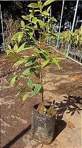 Manacá da Serra - 1,50 metros