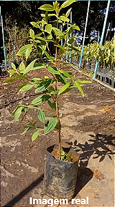 Manacá da Serra - 1,50 metros