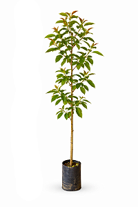 Manacá da Serra - 1,50 metros