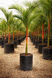 Palmeira Laca - 1,80 a 2 metros