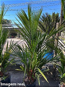 Palmeira Laca - 1,80 a 2 metros