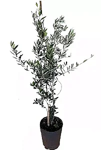 Oliveira - 60 cm a 1,20 metros
