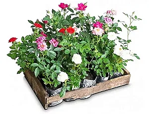 Mini Roseira - Caixa com 12 unidades