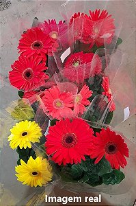 Gérbera - Caixa com 6 unidades