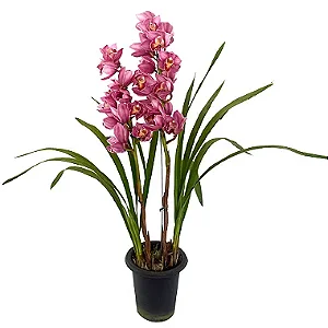 Orquídea Cymbidium Rosa - Pote 18