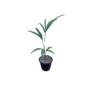 Palmeira Veitchia - 40 a 60 cm