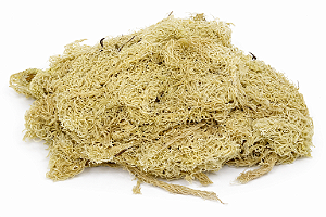 Musgo Sphagnum Desidratado - 3 litros