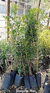 Murta - 1 a 1,20 metros