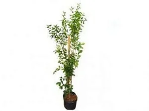 Acerola - 1,00 a 1,30 metros